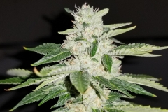 Sour Biker