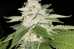 Sour Biker