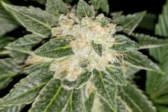 Sour Biker