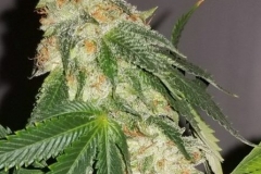 Jupiter OG