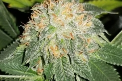 Jupiter OG