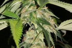 Jupiter OG