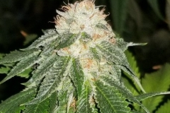 Jupiter OG