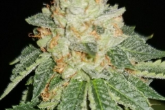 Jupiter OG