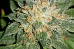 Jupiter OG