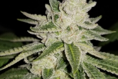 Rude Boi OG