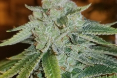 Rude Boi OG