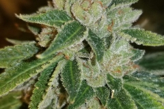 Rude Boi OG
