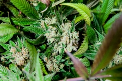 Black Ice OG