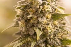 Black Ice OG