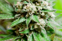 Black Ice OG