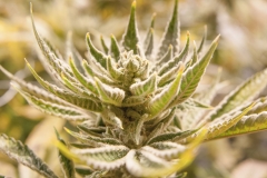 Boo Kush