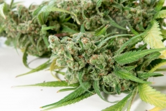Charlie Sheen OG
