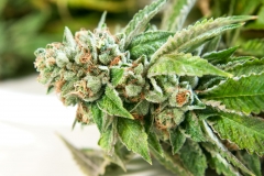 Coal Creek Kush
