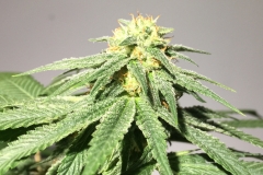 Velvet Smooth wk 5