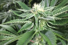 King Louis OG