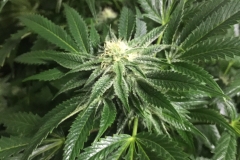 Thai Valley OG